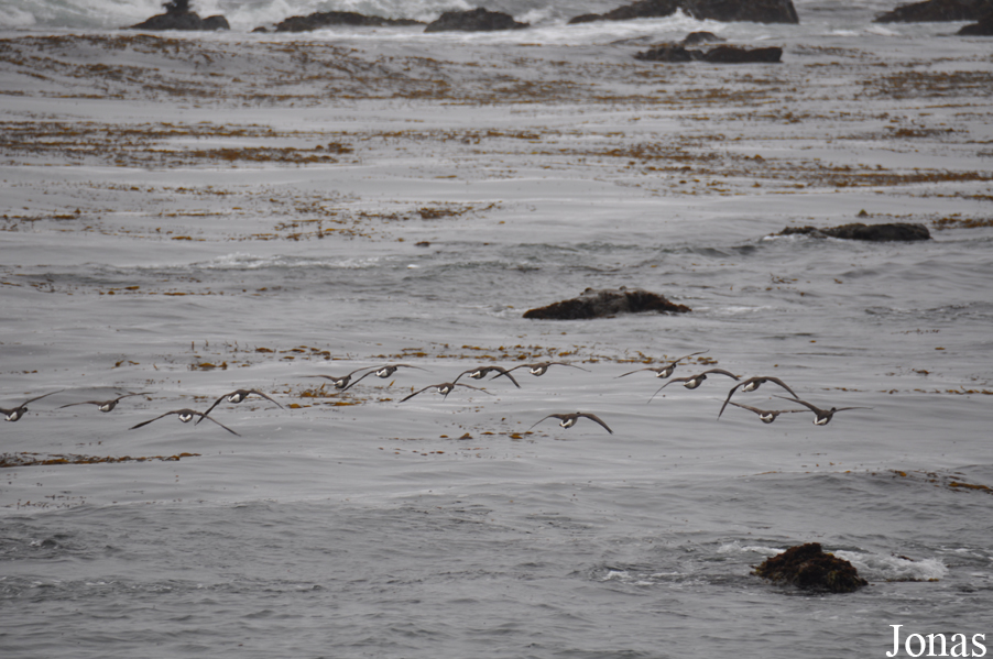 Piedras Blancas Elephant Seal Rookery