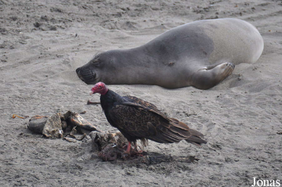 Piedras Blancas Elephant Seal Rookery