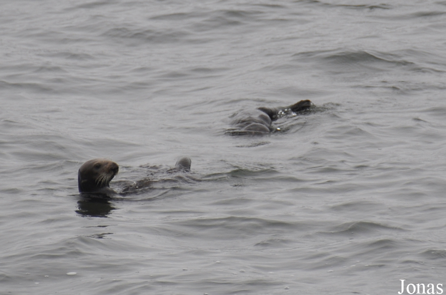 Piedras Blancas Elephant Seal Rookery