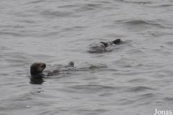 Piedras Blancas Elephant Seal Rookery