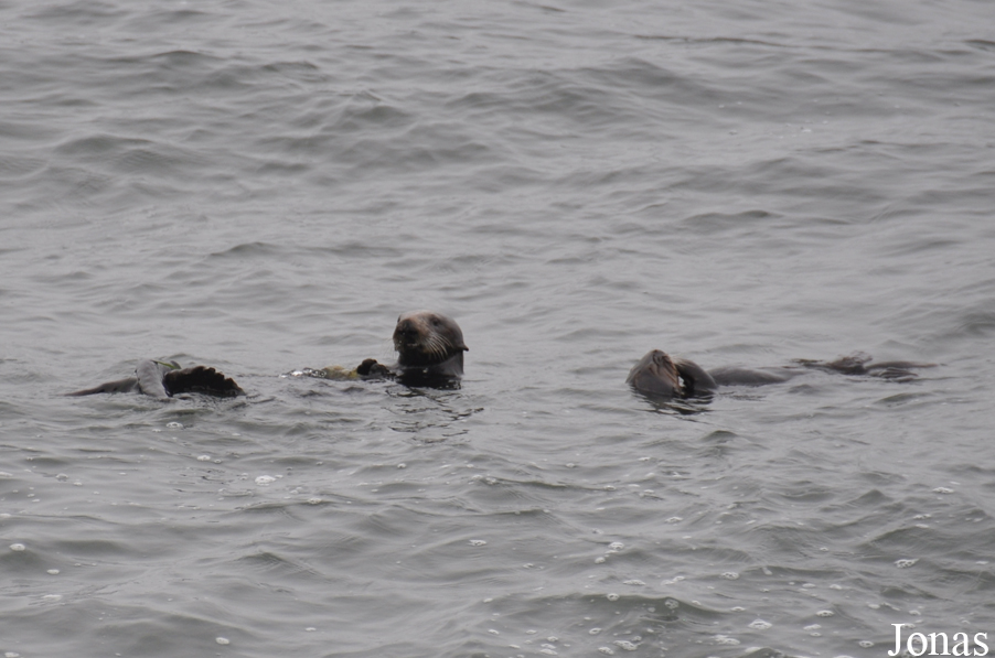 Piedras Blancas Elephant Seal Rookery