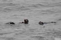 Piedras Blancas Elephant Seal Rookery