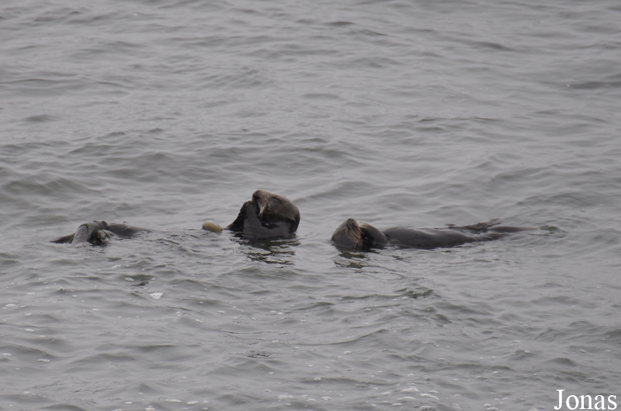Piedras Blancas Elephant Seal Rookery