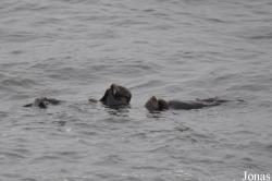 Piedras Blancas Elephant Seal Rookery
