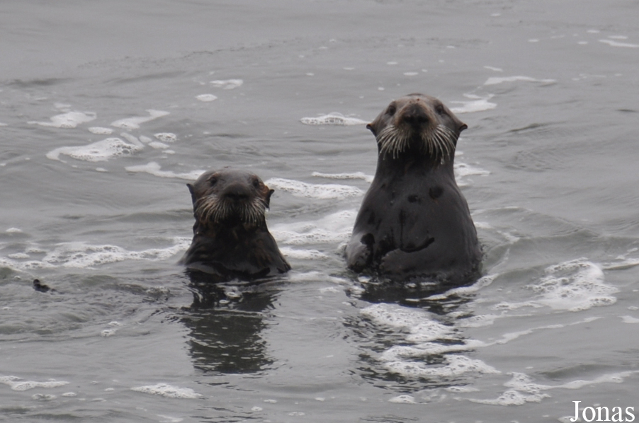 Piedras Blancas Elephant Seal Rookery