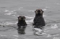 Piedras Blancas Elephant Seal Rookery