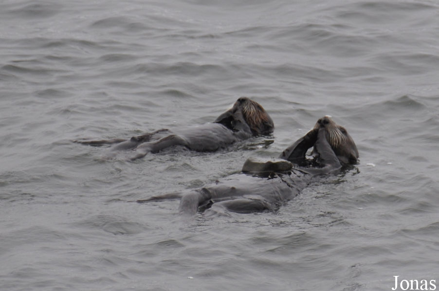Piedras Blancas Elephant Seal Rookery