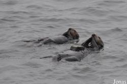 Piedras Blancas Elephant Seal Rookery