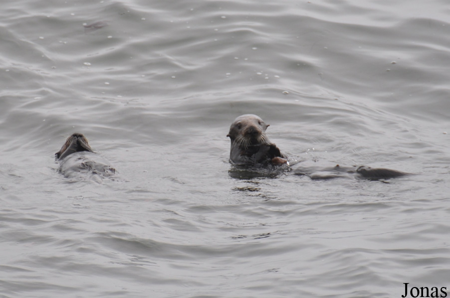 Piedras Blancas Elephant Seal Rookery