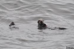 Piedras Blancas Elephant Seal Rookery