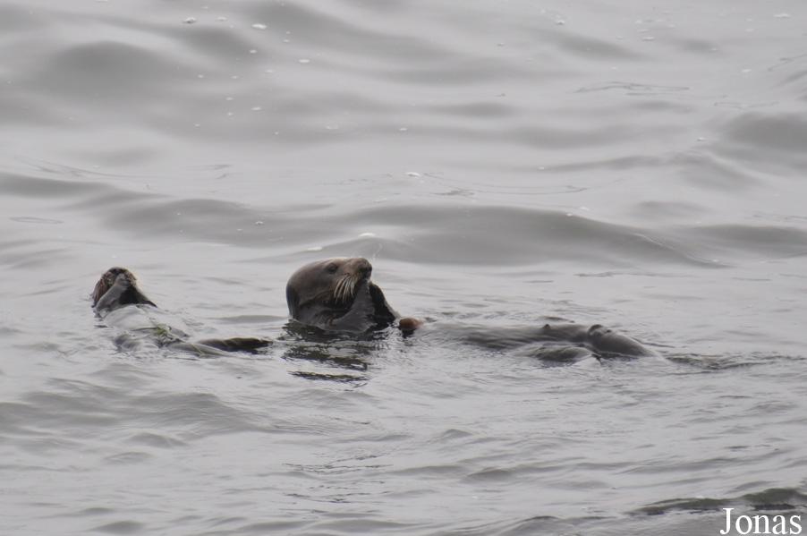 Piedras Blancas Elephant Seal Rookery