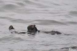 Piedras Blancas Elephant Seal Rookery
