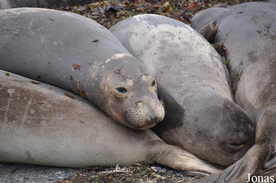 Piedras Blancas Elephant Seal Rookery