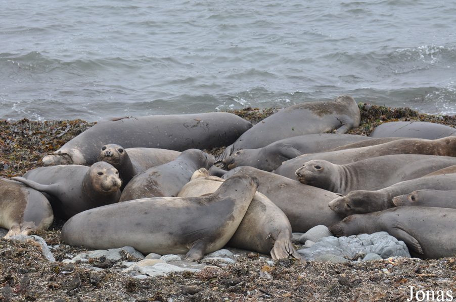 Piedras Blancas Elephant Seal Rookery