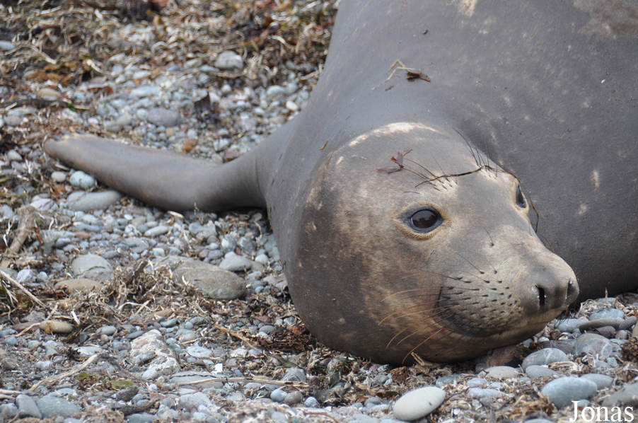 Piedras Blancas Elephant Seal Rookery
