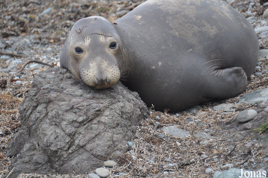 Piedras Blancas Elephant Seal Rookery