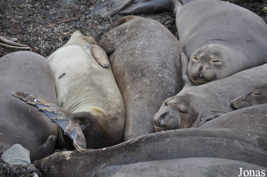 Piedras Blancas Elephant Seal Rookery