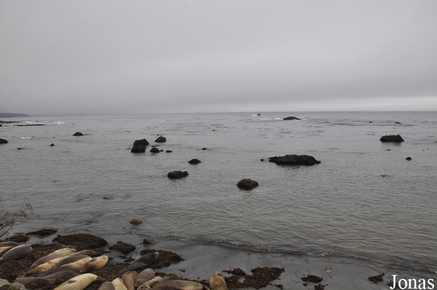 Piedras Blancas Elephant Seal Rookery
