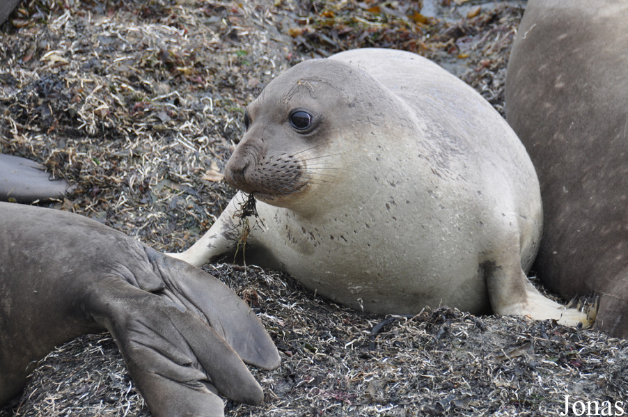 Piedras Blancas Elephant Seal Rookery