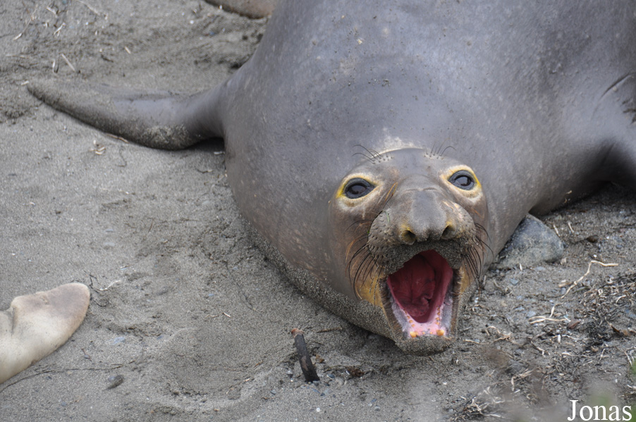 Piedras Blancas Elephant Seal Rookery