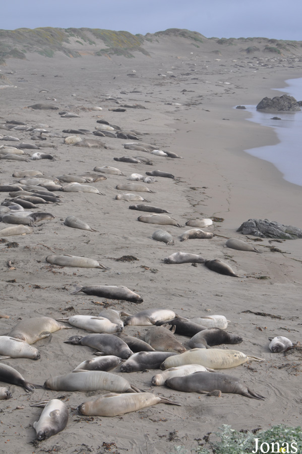Piedras Blancas Elephant Seal Rookery