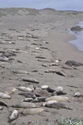 Piedras Blancas Elephant Seal Rookery