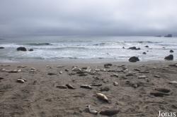 Piedras Blancas Elephant Seal Rookery