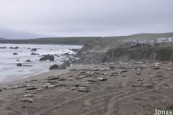 Piedras Blancas Elephant Seal Rookery