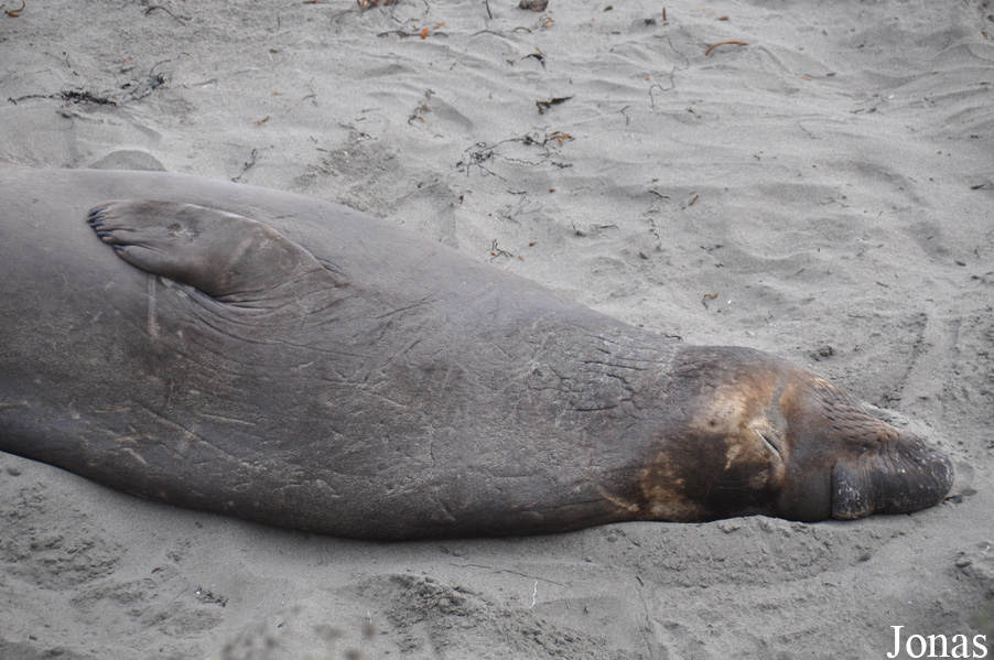 Piedras Blancas Elephant Seal Rookery