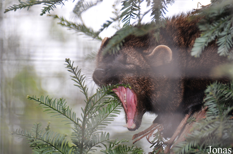 Charles Paddock Zoo