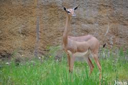 Los Angeles Zoo