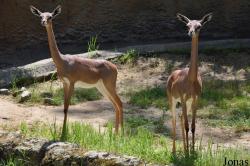 Los Angeles Zoo