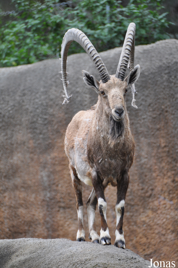 Los Angeles Zoo