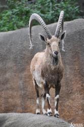 Los Angeles Zoo