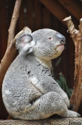 Los Angeles Zoo