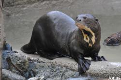 Los Angeles Zoo
