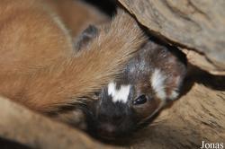 Mustela frenata