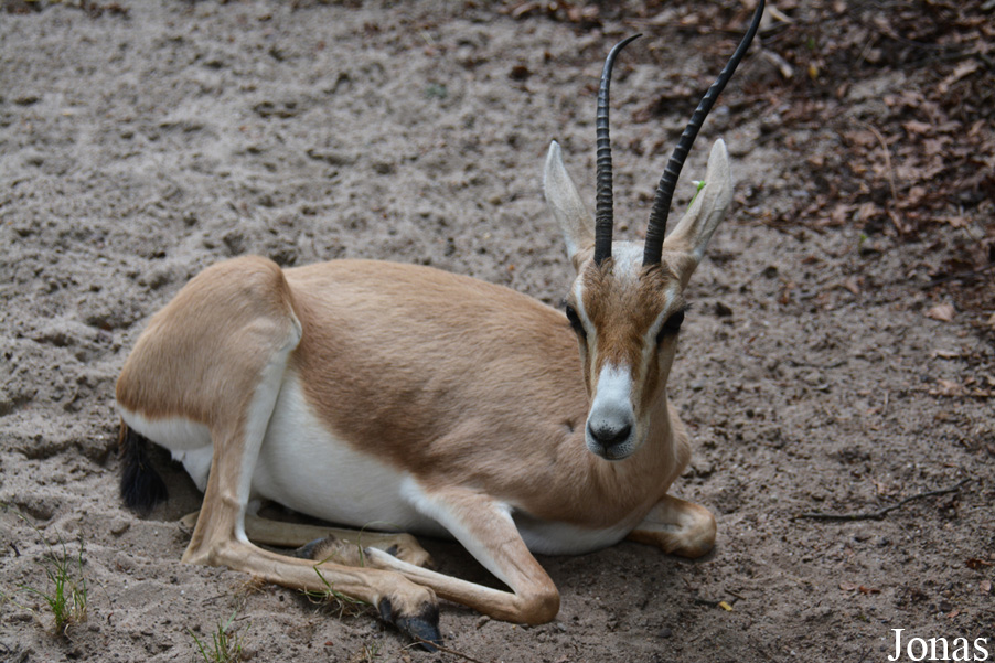 Zoo Landau in der Pfalz