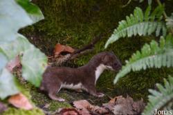 Mustela nivalis