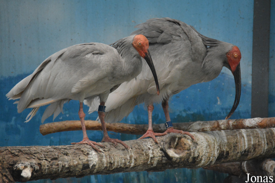 Beijing Zoological Gardens