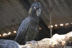 Beijing Zoological Gardens