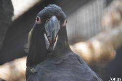 Beijing Zoological Gardens