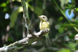 Vireo gundlachii gundlachii