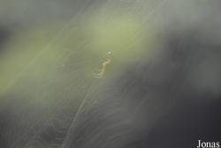 Leucauge sp.