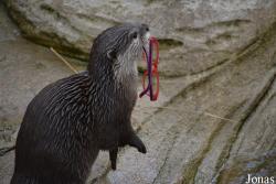Wildlands Adventure Zoo Emmen