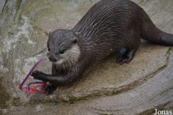 Wildlands Adventure Zoo Emmen