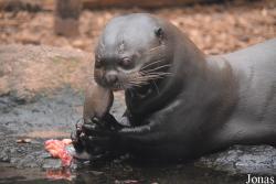 Chester Zoo