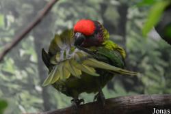 Zoo Antwerpen