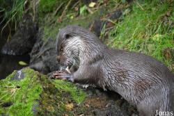 Otter-Zentrum Hankensbüttel