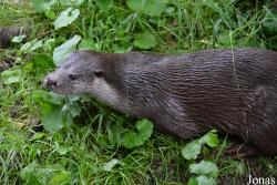 Otter-Zentrum Hankensbüttel
